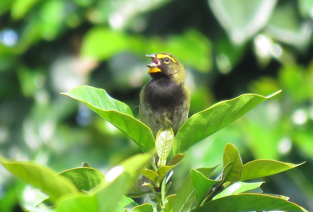 Yellow-faced Grassquit - ML97029481