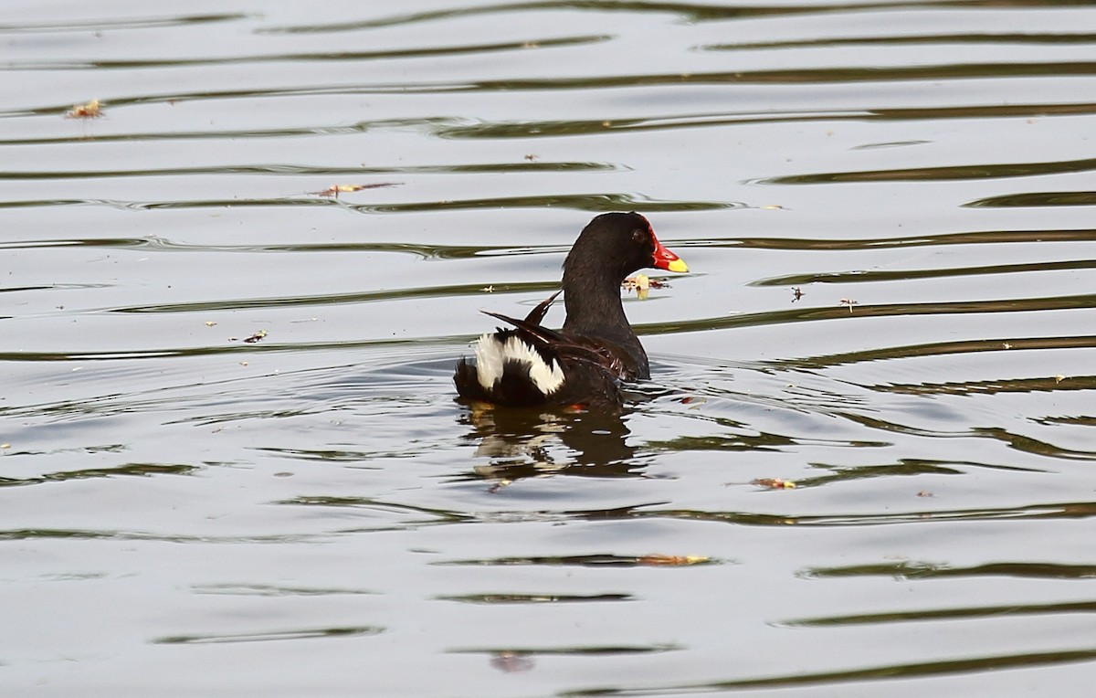 Gallinule poule-d'eau - ML97030011