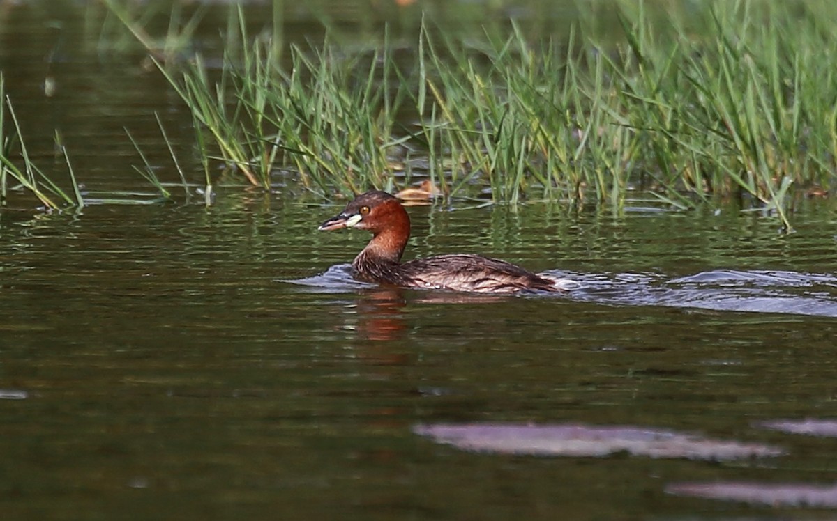 Little Grebe - ML97030391