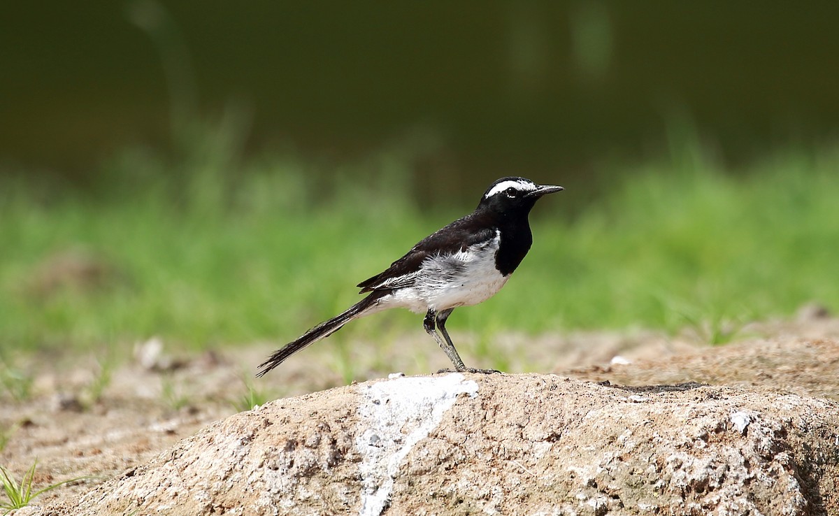 White-browed Wagtail - Surendhar Boobalan