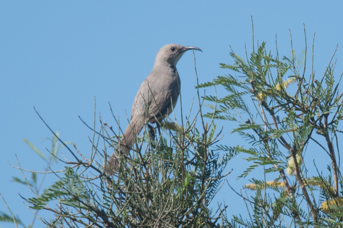 LeConte's Thrasher - ML97031721