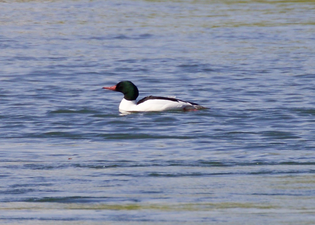 Common Merganser - ML97032191