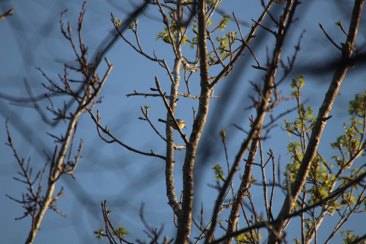 Yellow-throated Warbler - ML97034921