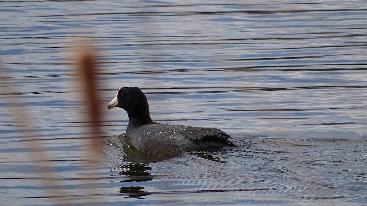 American Coot - ML97035441