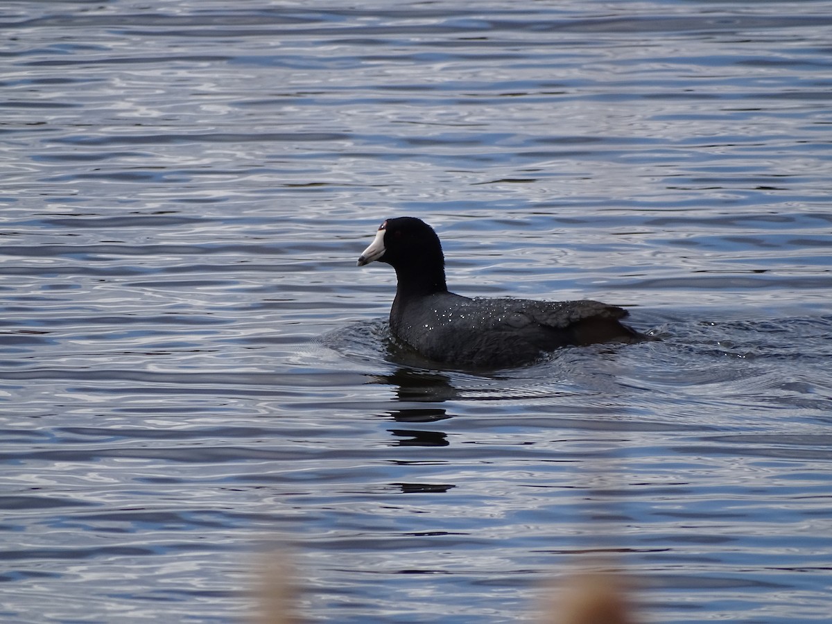 American Coot - ML97035461