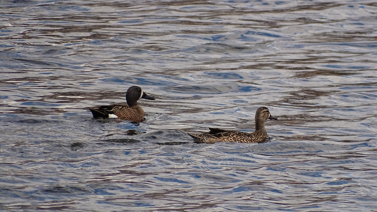 Blue-winged Teal - ML97035491