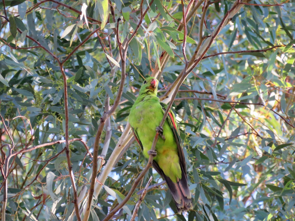 Red-winged Parrot - Linda Hayes