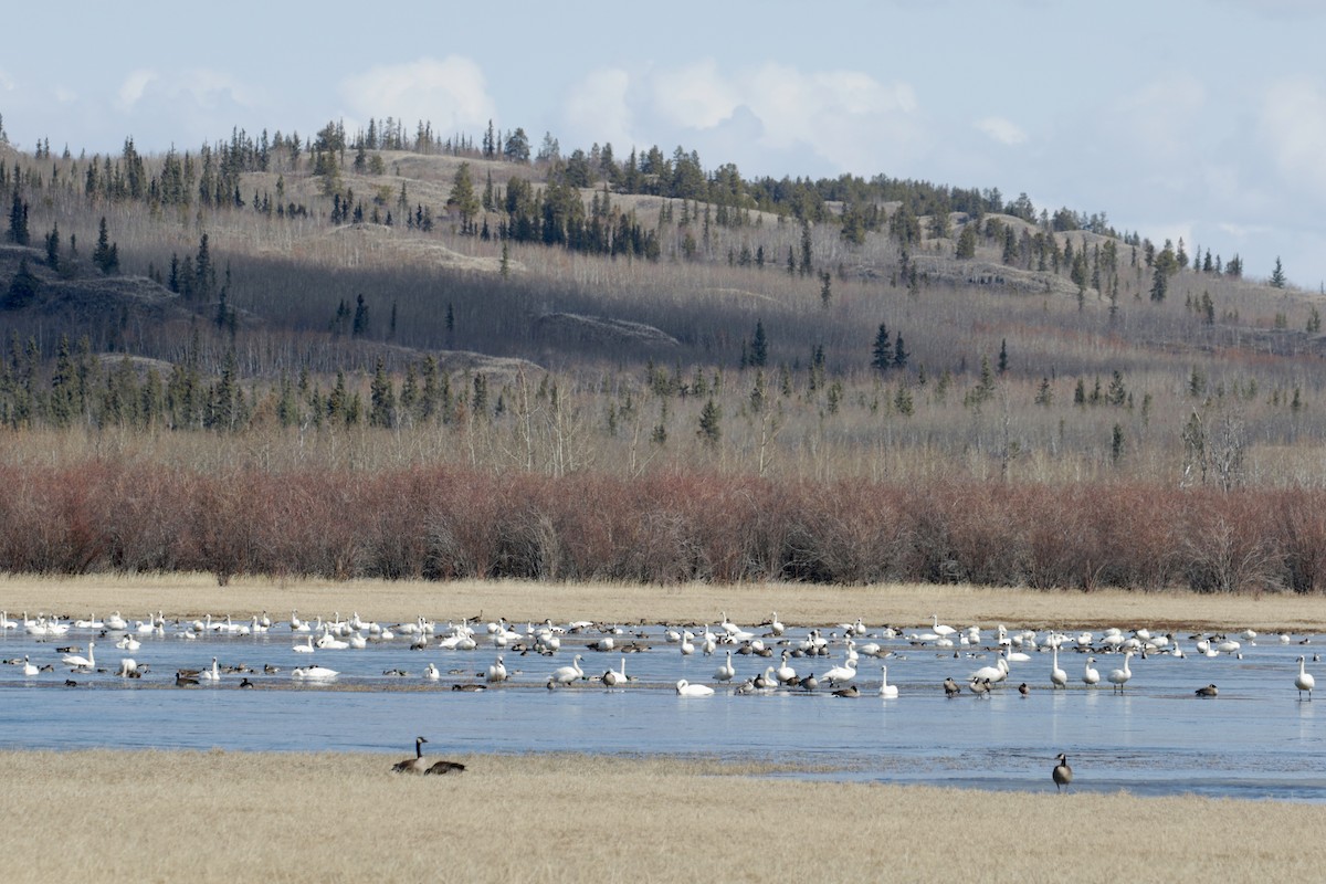 Tundra Swan - ML97036971