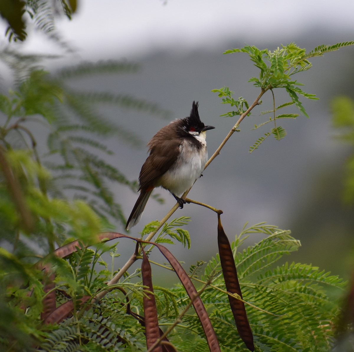 Red-whiskered Bulbul - ML97039521