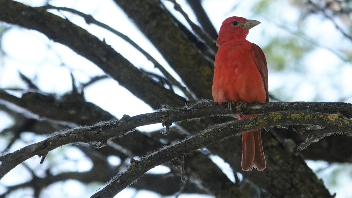 Summer Tanager - ML97040331