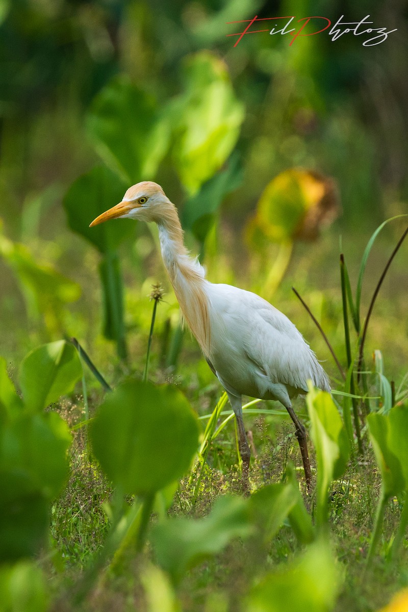 Eastern Cattle-Egret - ML97040481