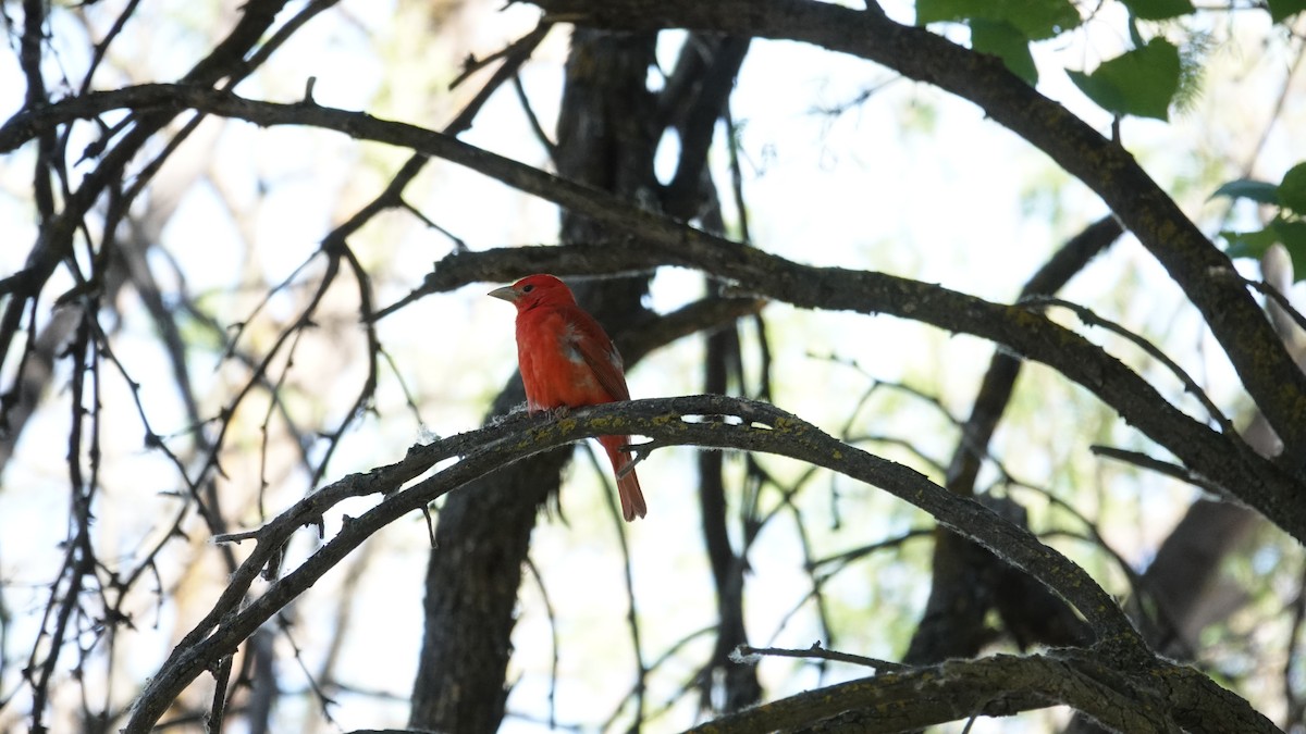 Summer Tanager - ML97040511