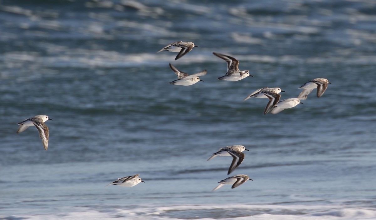 Bécasseau sanderling - ML97040931