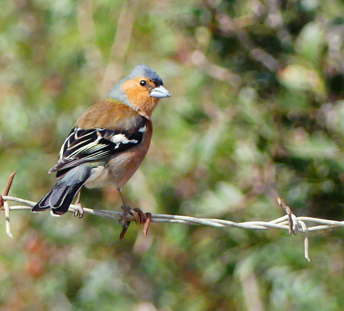 Common Chaffinch - ML97043101