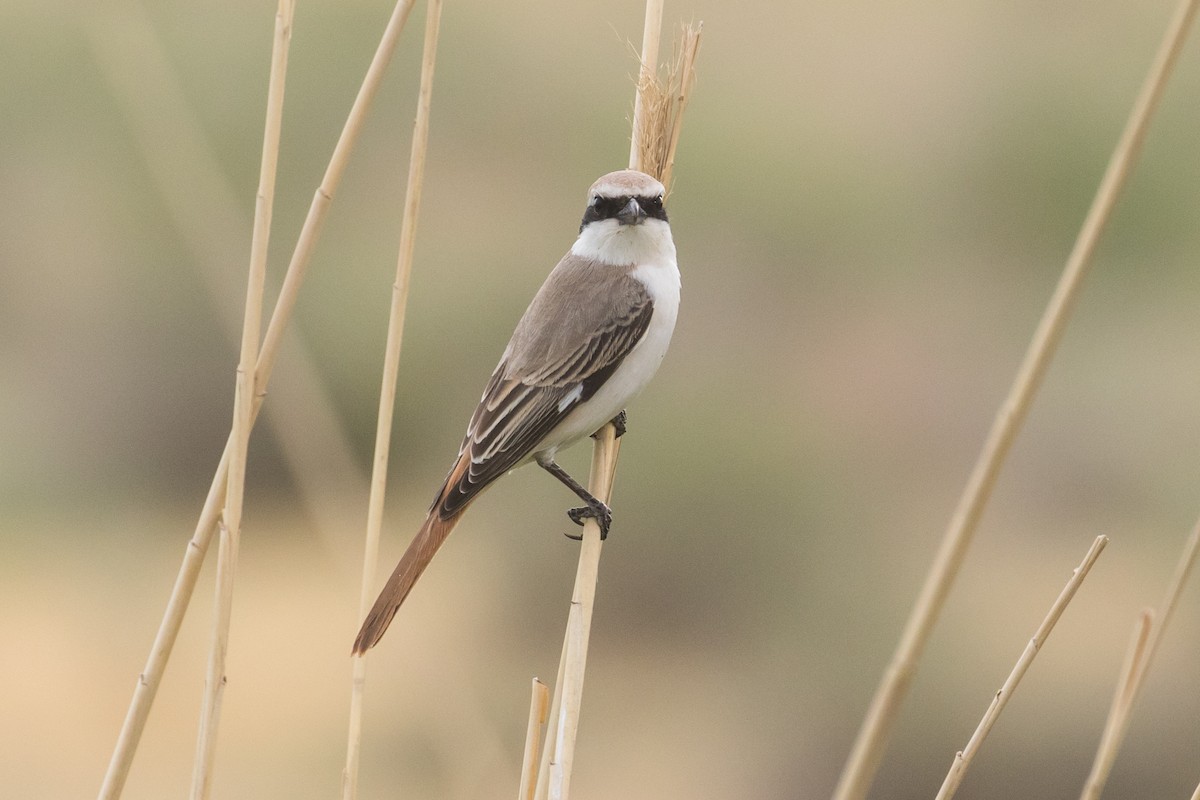 Red-tailed Shrike - ML97043891