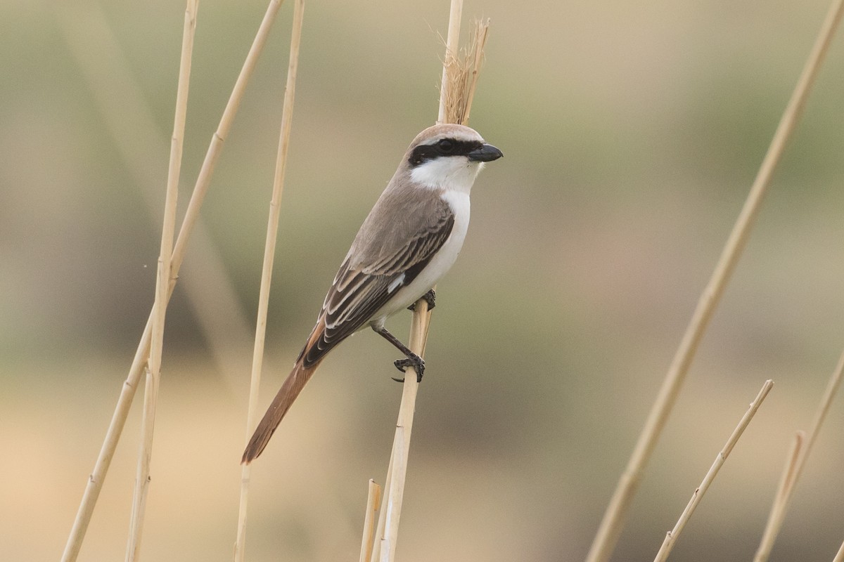 Red-tailed Shrike - ML97043901