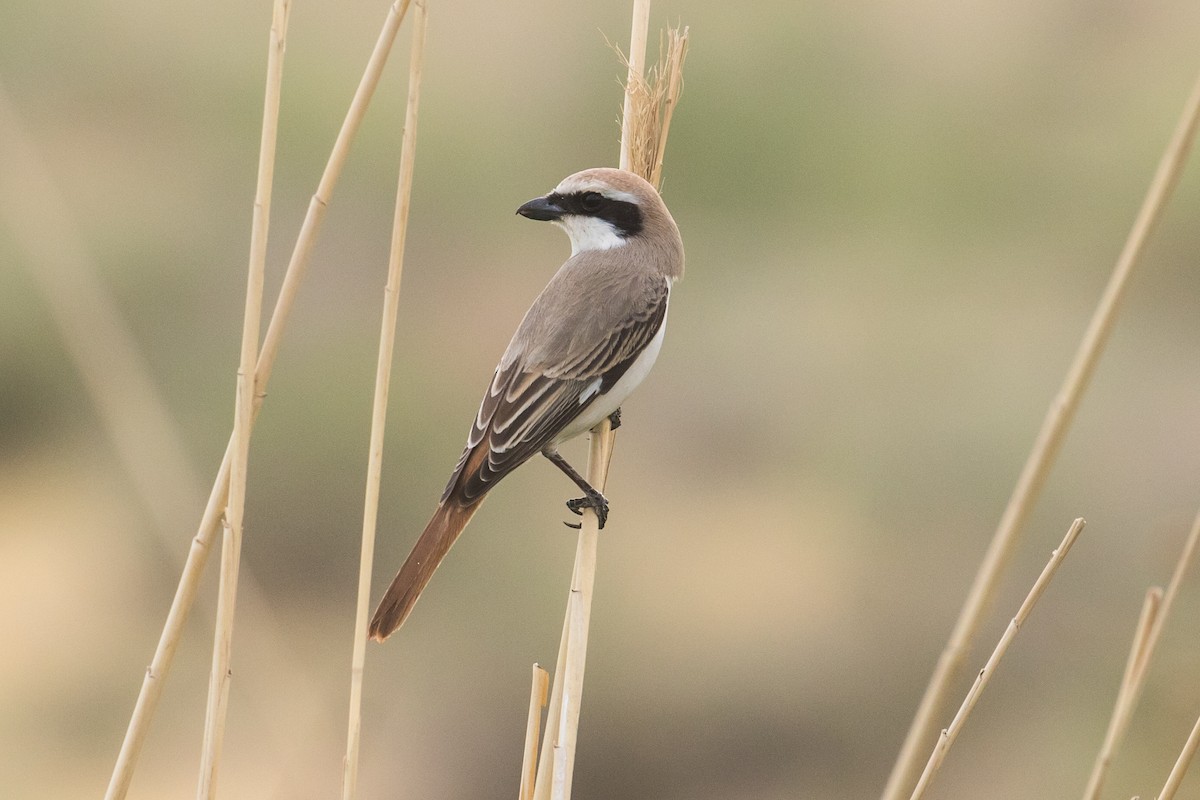 Red-tailed Shrike - ML97043911