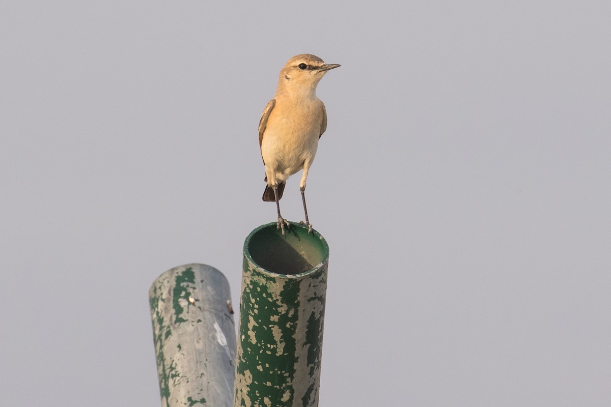 Isabelline Wheatear - ML97044061