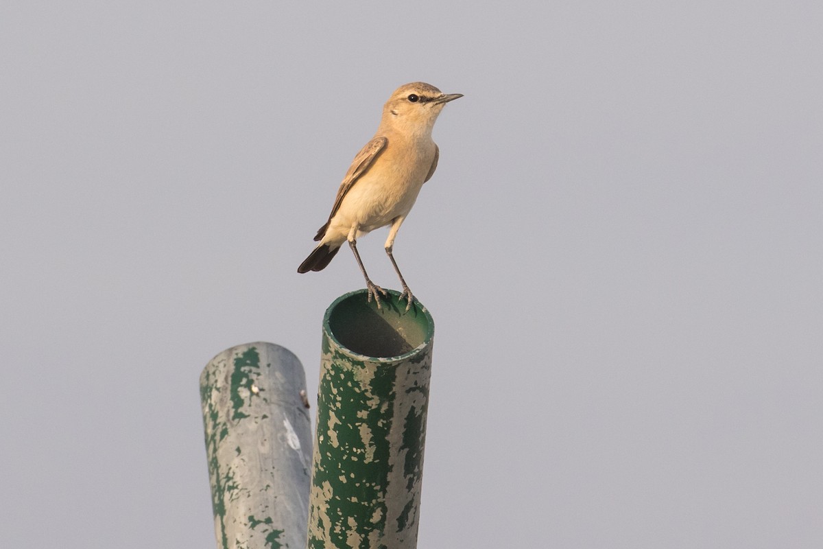 Isabelline Wheatear - ML97044071