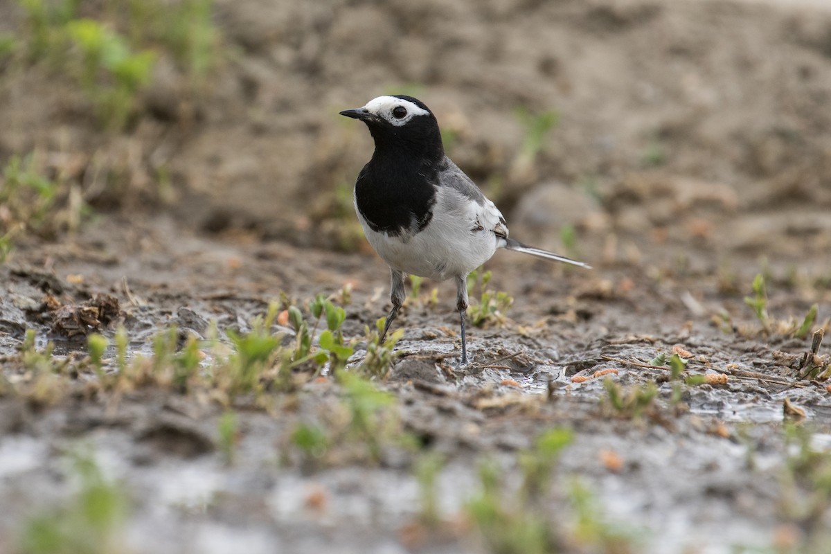 White Wagtail (Masked) - ML97044081