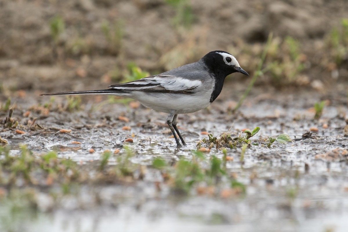 White Wagtail (Masked) - ML97044101