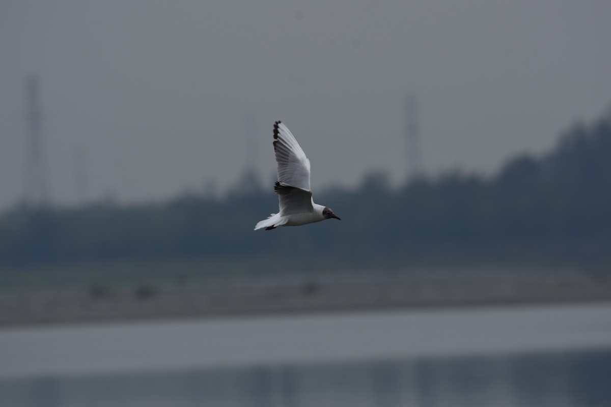 Black-headed Gull - ML97044441