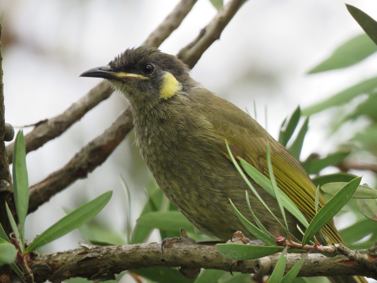 Lewin's Honeyeater - Jennifer Smith