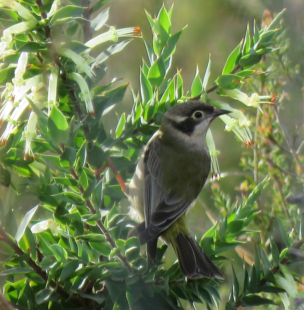 Brown-headed Honeyeater - ML97045201