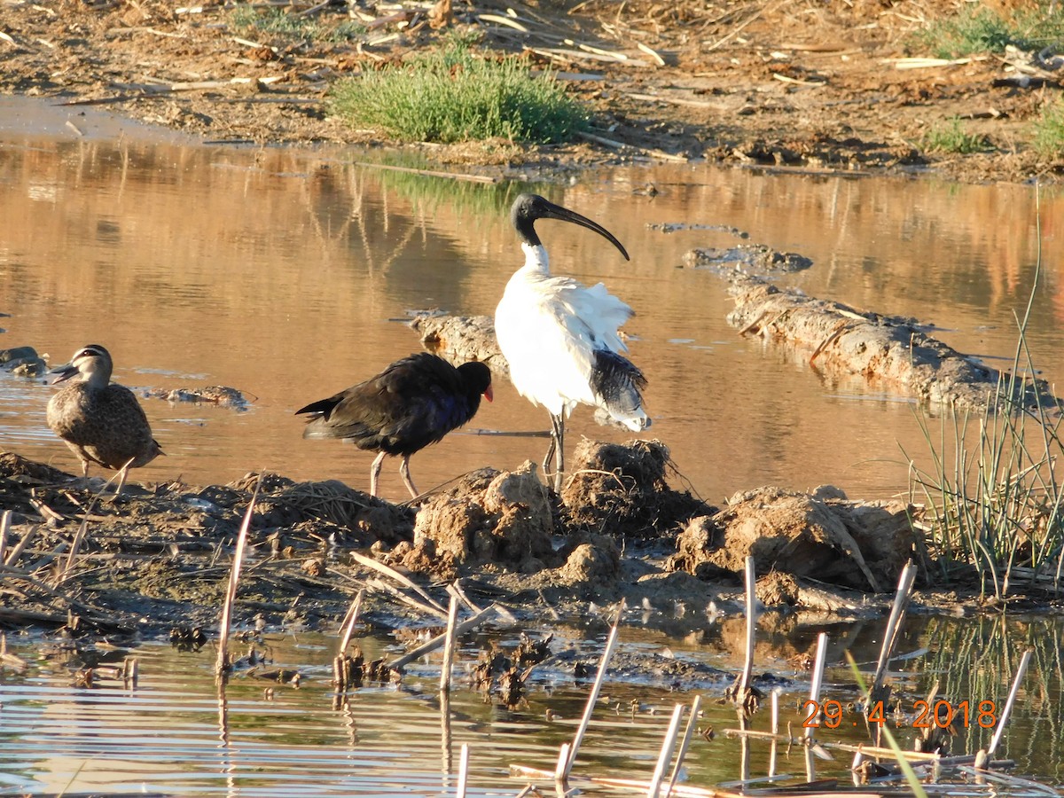 ibis australský - ML97046071