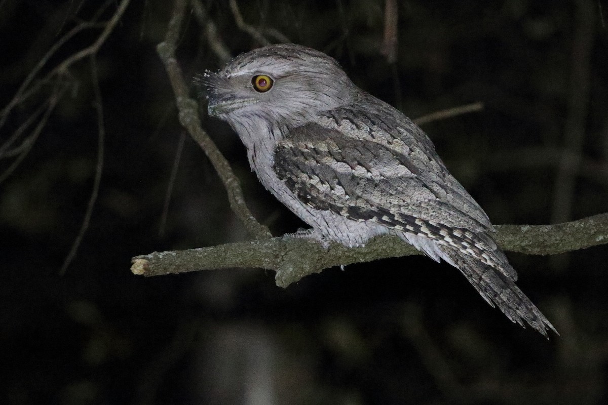 Tawny Frogmouth - ML97046251