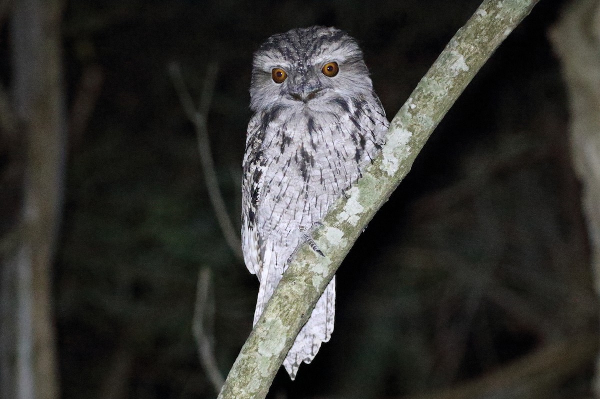 Tawny Frogmouth - ML97046281