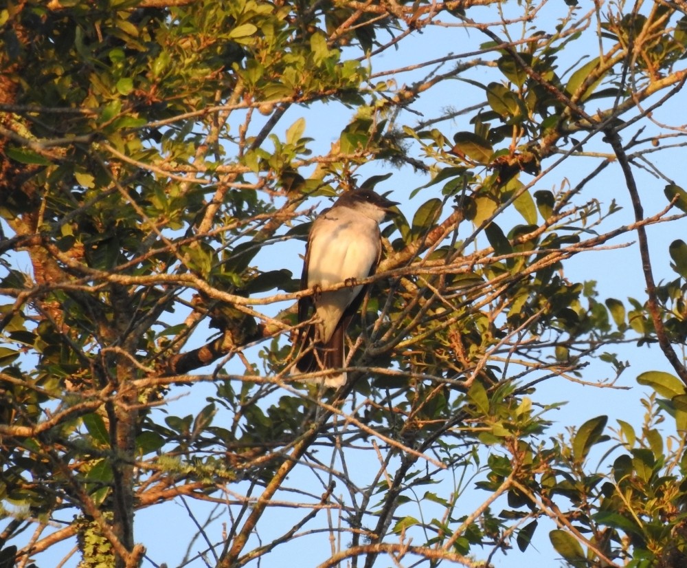 Eastern Kingbird - deborah grimes