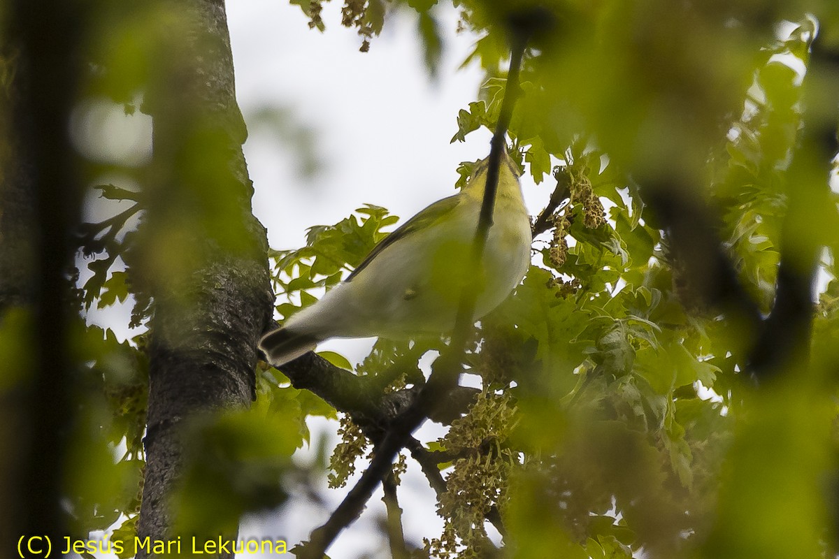 Тарчигнаа дууч шувуу - ML97049501