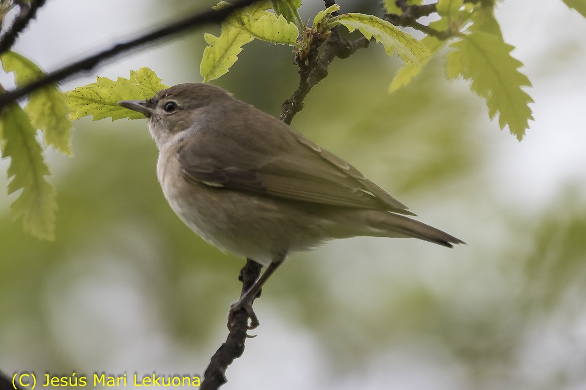 Бутны зэржгэнэ - ML97049551