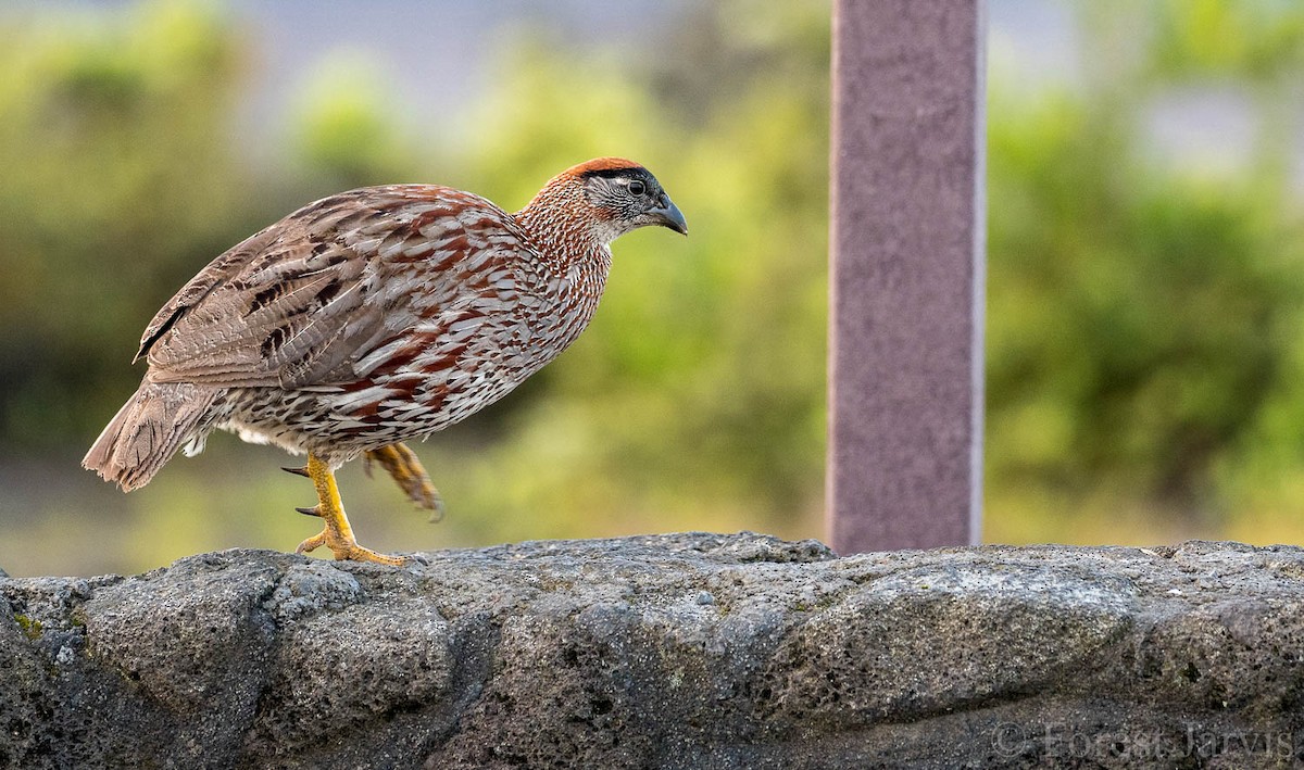 Erckel's Spurfowl - ML97051681