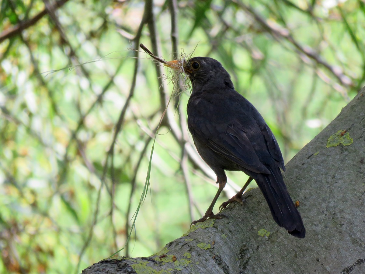 Eurasian Blackbird - ML97051771