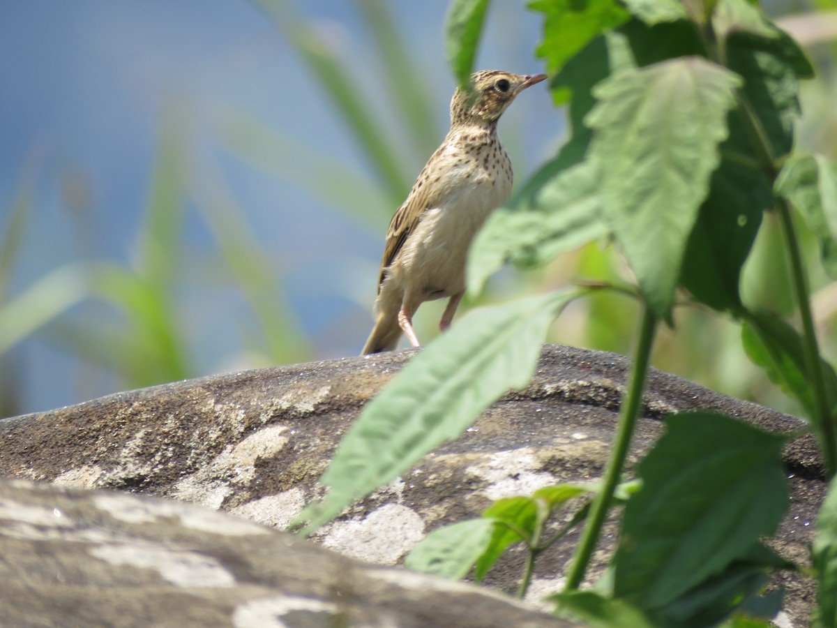 pipit sp. - Selvaganesh K