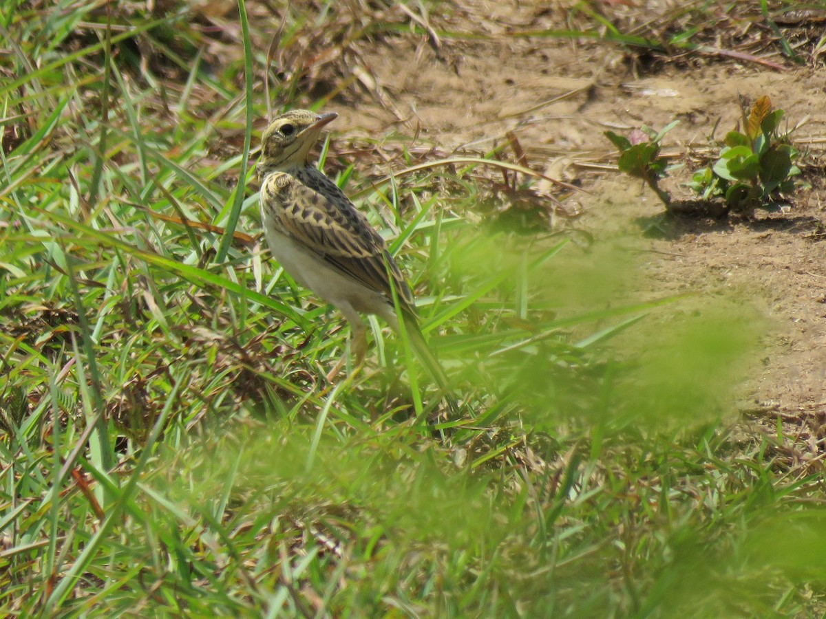 tanımsız Anthus sp. - ML97052261