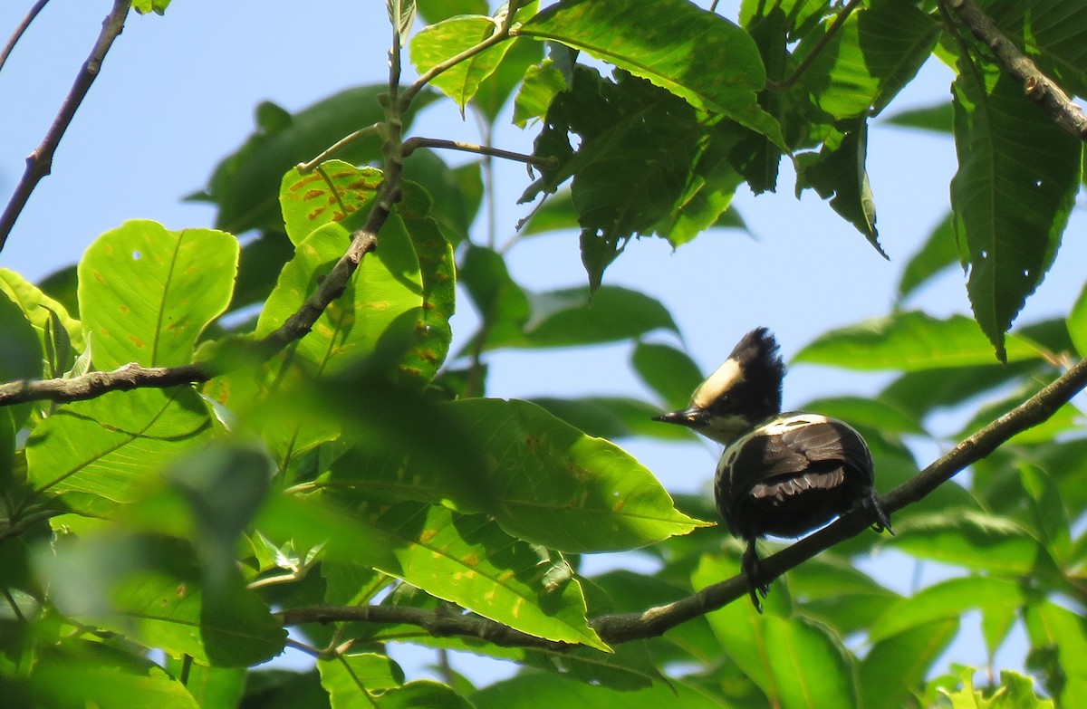 Heart-spotted Woodpecker - ML97053171