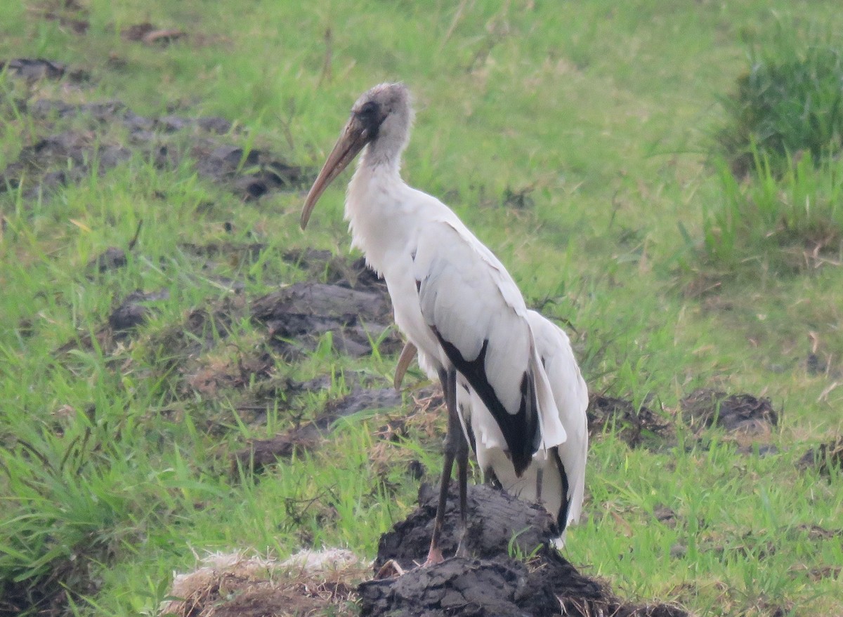 Wood Stork - Jessie Stuebner