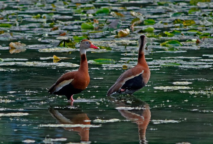 Black-bellied Whistling-Duck - Kris Petersen