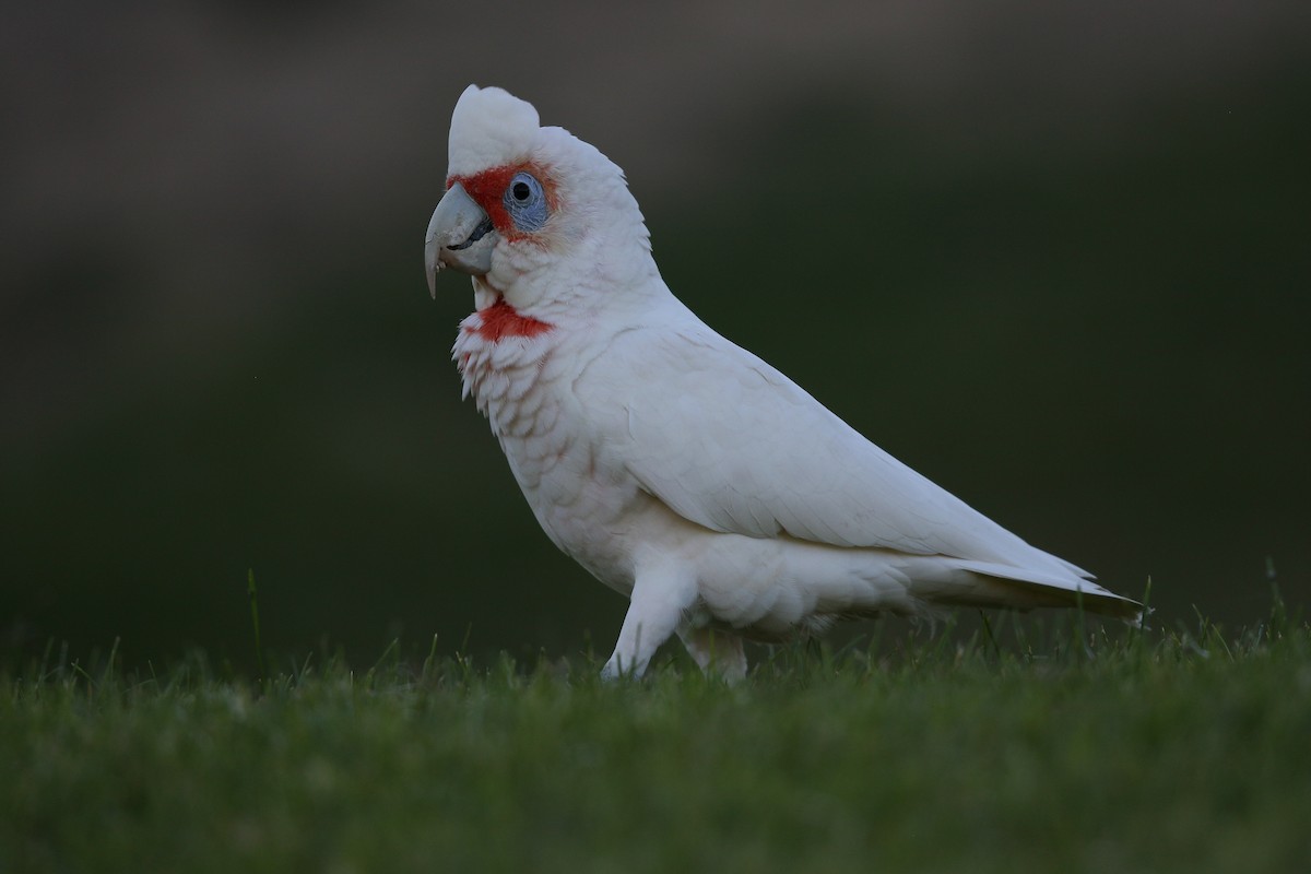 Long-billed Corella - Mark Stanley