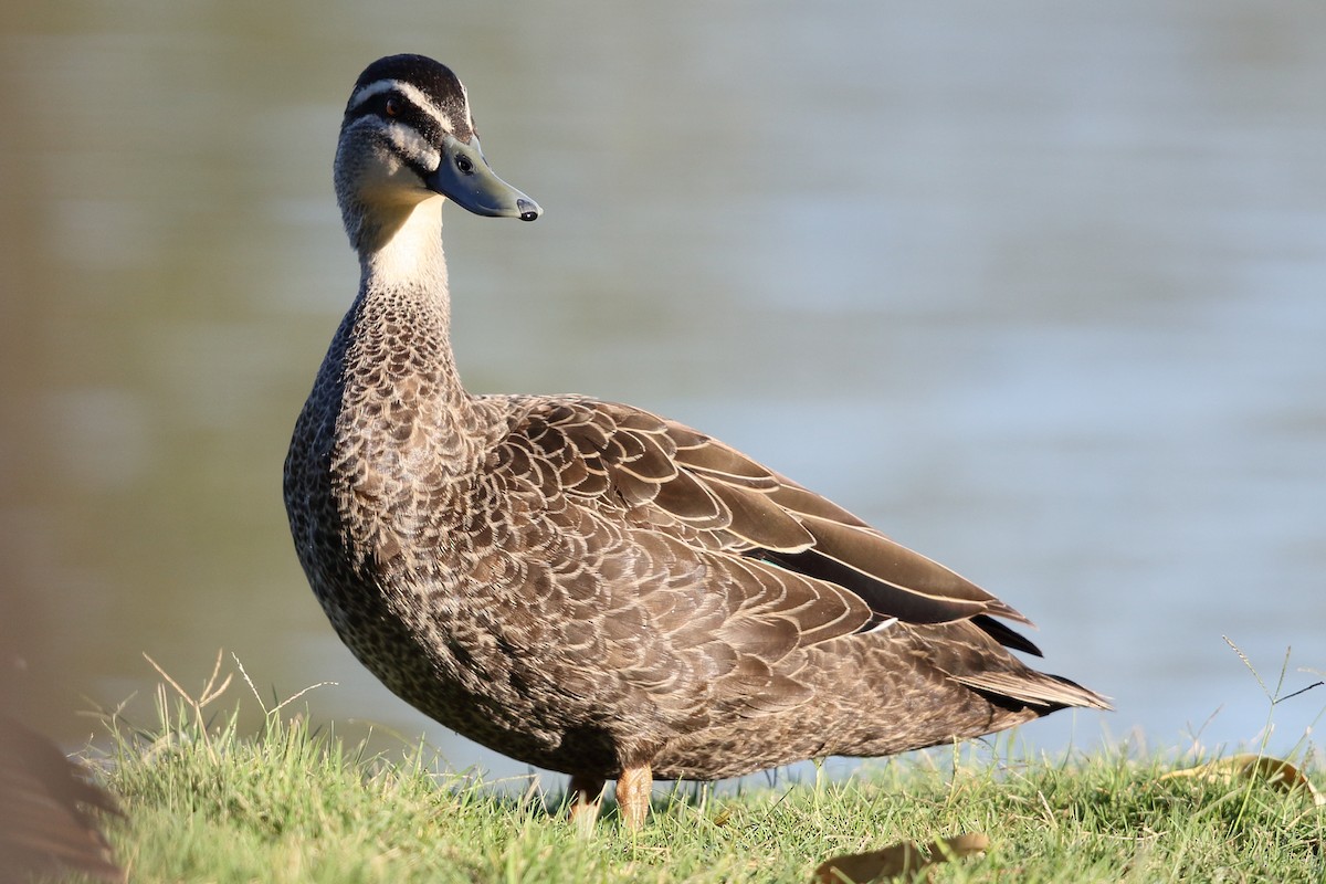 Pacific Black Duck - Mark Stanley