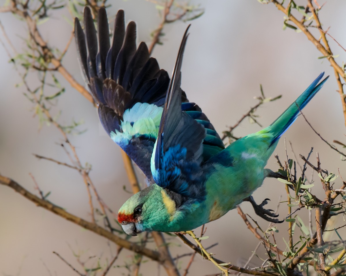 Australian Ringneck - Hayley Alexander