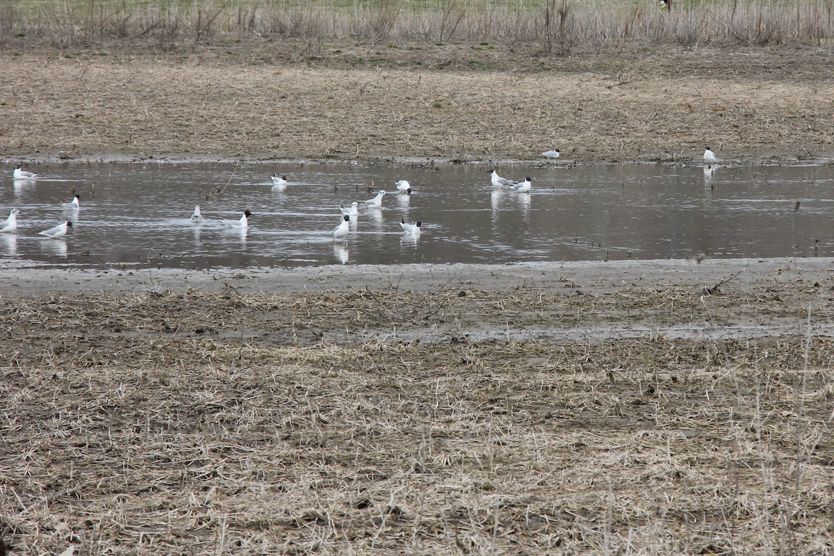 Mouette de Bonaparte - ML97056901