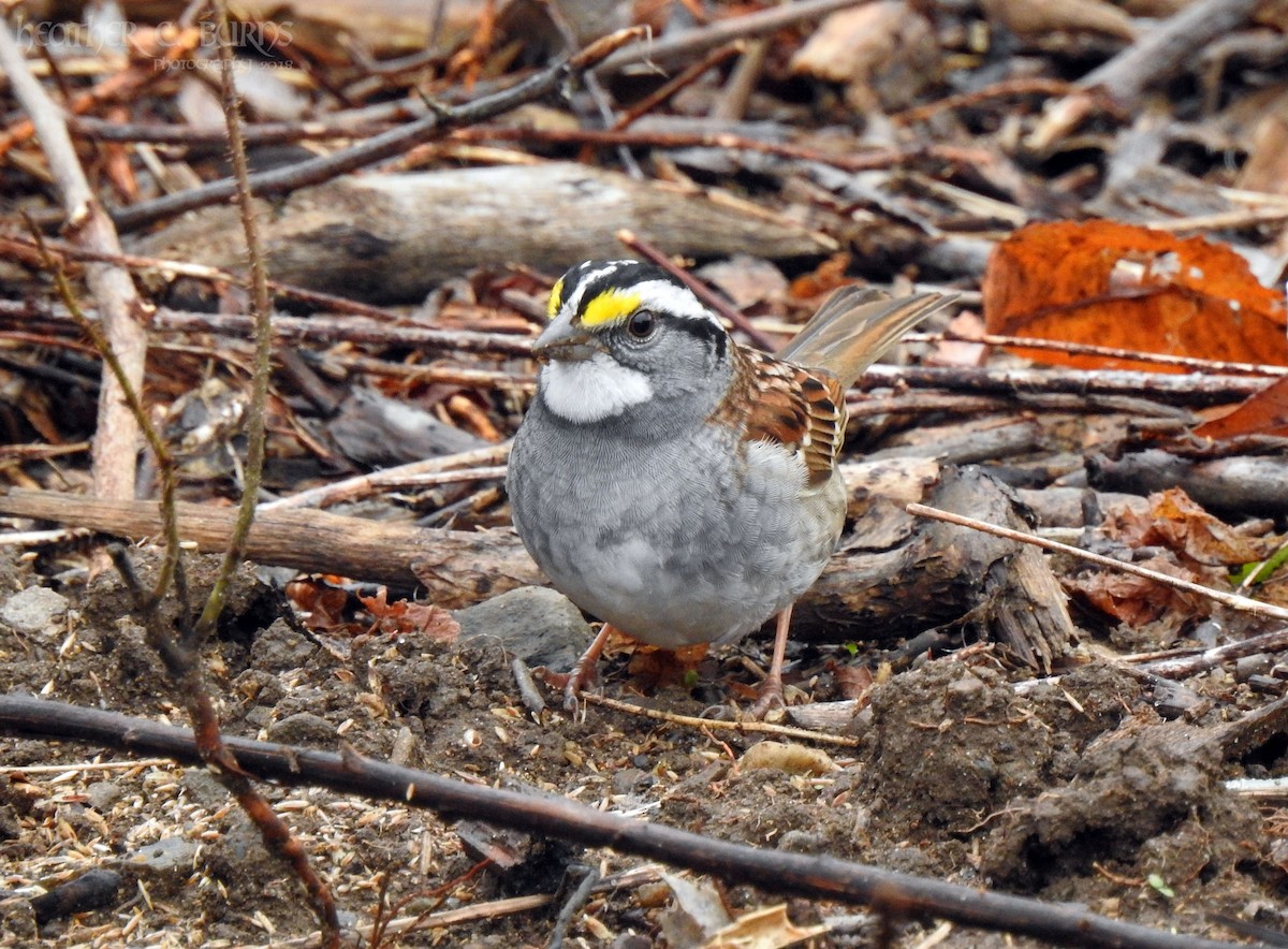 White-throated Sparrow - ML97059171