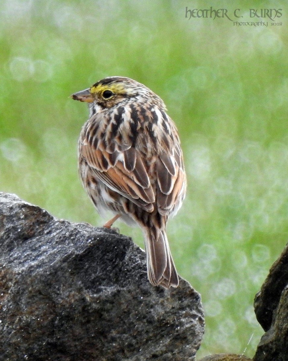 Savannah Sparrow - ML97059211