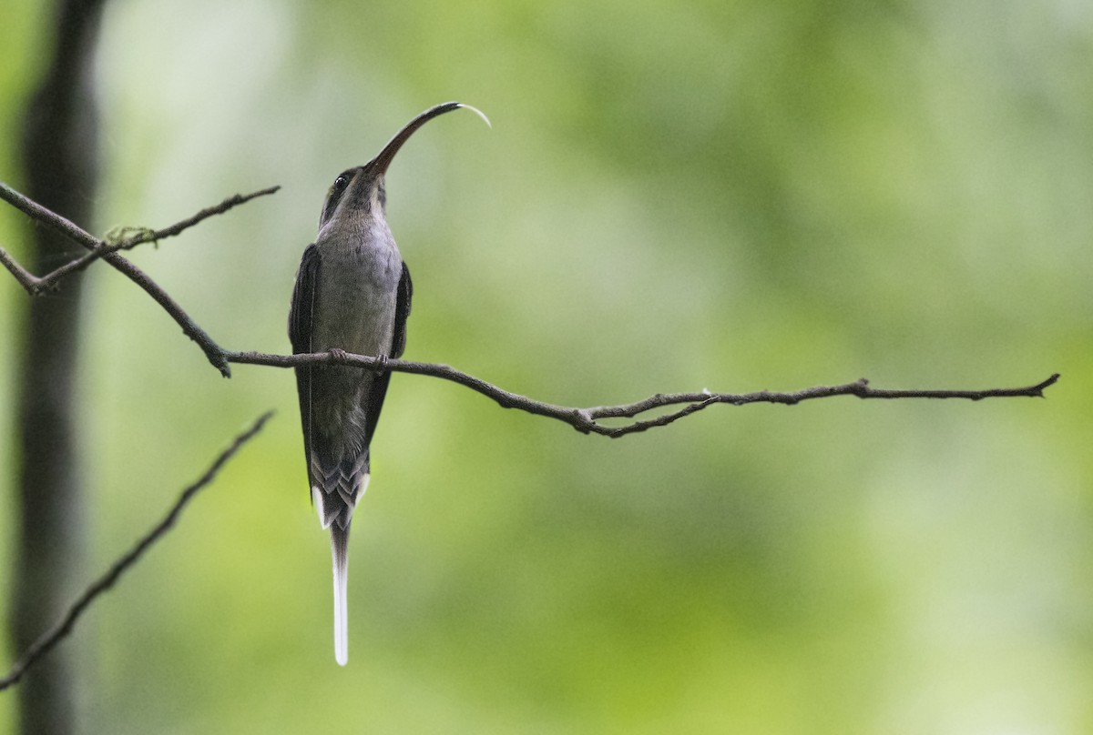 kolibřík tmavolící - ML97059371