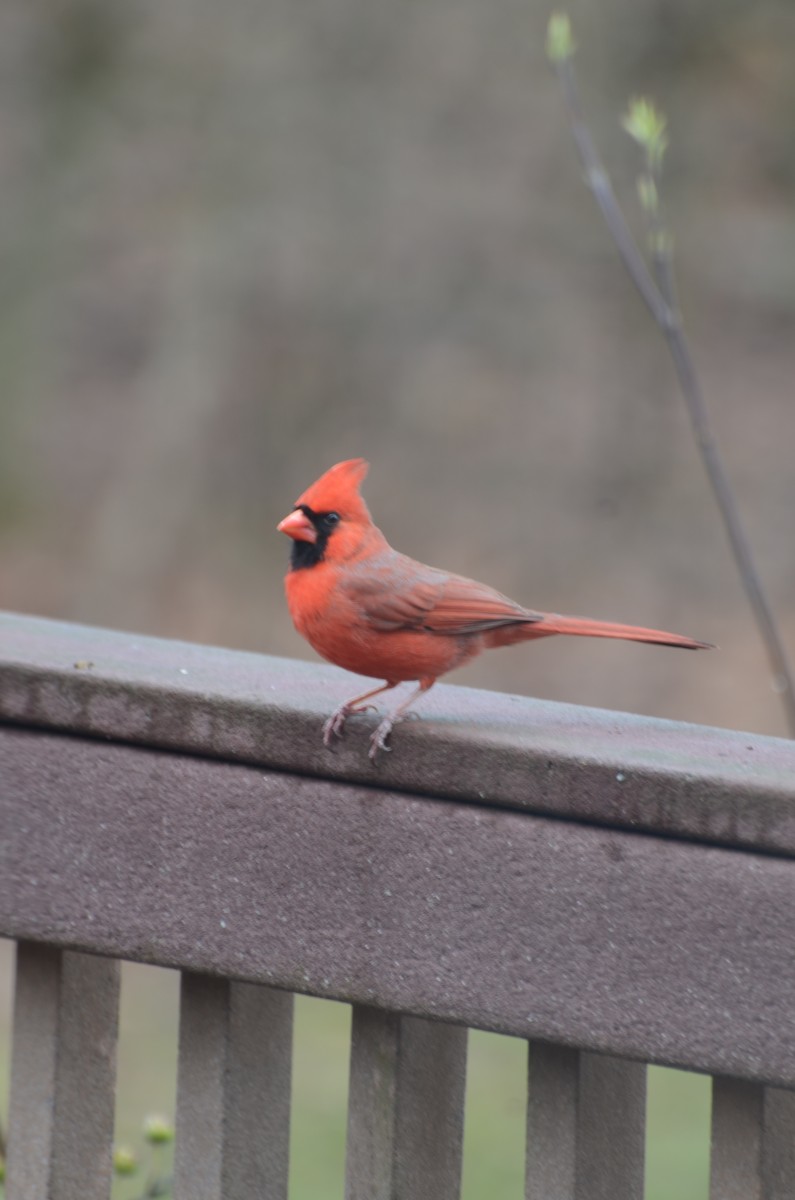 Cardinal rouge - ML97059461
