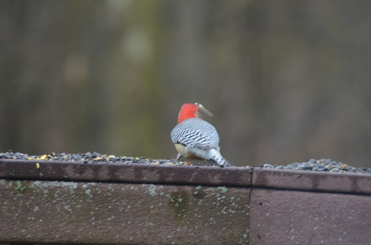 Red-bellied Woodpecker - Mary Brenner
